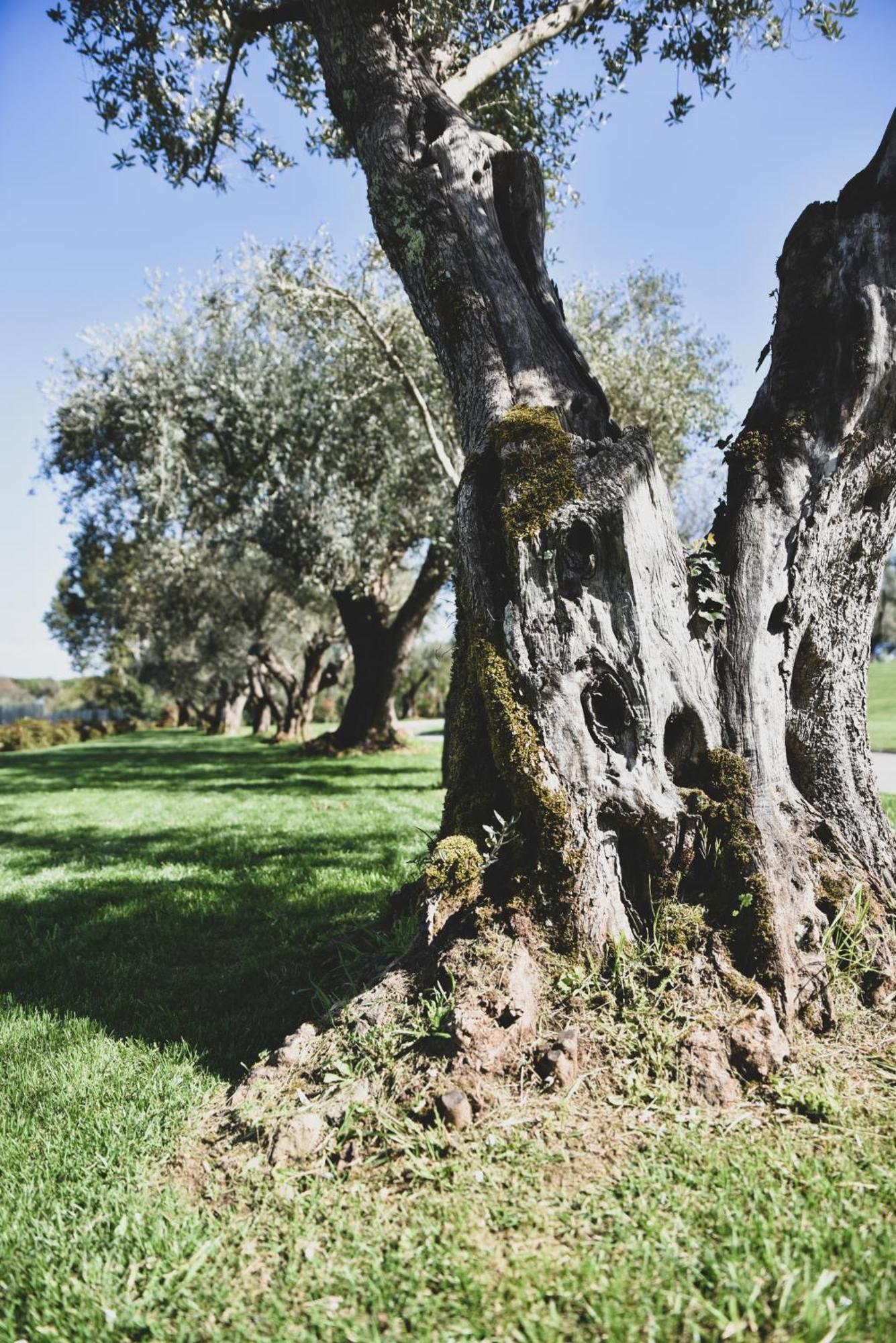 Vigna Caio Relais & Spa (Adults Only) Bracciano  Exterior photo